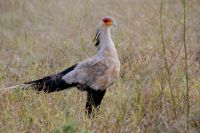 198 Sekretärvogel &ndash; &copy; Susanne Schirmann (Eberhardt TRAVEL)