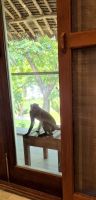 223 Banditen am Fenster &ndash; &copy; Susanne Schirmann (Eberhardt TRAVEL)