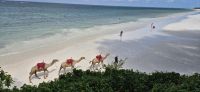 225 Kamele am Diani Beach &ndash; &copy; Susanne Schirmann (Eberhardt TRAVEL)