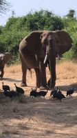 16 Elefanten in Samburu &ndash; &copy; Susanne Schirmann (Eberhardt TRAVEL)