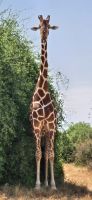 17 Netzgiraffe &ndash; &copy; Susanne Schirmann (Eberhardt TRAVEL)