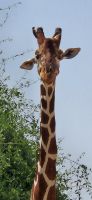 18 Netzgiraffe &ndash; &copy; Susanne Schirmann (Eberhardt TRAVEL)
