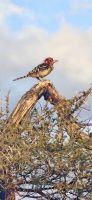 26 Flammenkopfbartvogel &ndash; &copy; Susanne Schirmann (Eberhardt TRAVEL)