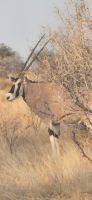 29 Oryxantilope &ndash; &copy; Susanne Schirmann (Eberhardt TRAVEL)