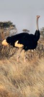 30 Somali Strauß &ndash; &copy; Susanne Schirmann (Eberhardt TRAVEL)