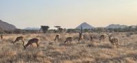 35 Impalaherde &ndash; &copy; Susanne Schirmann (Eberhardt TRAVEL)