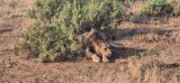 36 Lionking &ndash; &copy; Susanne Schirmann (Eberhardt TRAVEL)