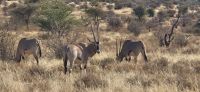 40 Oryx Antilopen &ndash; &copy; Susanne Schirmann (Eberhardt TRAVEL)