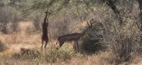 46 Gerenuk Antilopen &ndash; &copy; Susanne Schirmann (Eberhardt TRAVEL)
