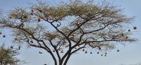47 Webervogelnester &ndash; &copy; Susanne Schirmann (Eberhardt TRAVEL)