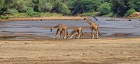 50 Giraffen trinken am Fluss &ndash; &copy; Susanne Schirmann (Eberhardt TRAVEL)