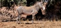 52 Grevy's Zebra &ndash; &copy; Susanne Schirmann (Eberhardt TRAVEL)