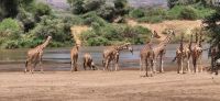 52 Netzgiraffen &ndash; &copy; Susanne Schirmann (Eberhardt TRAVEL)