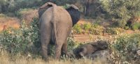 60 Elefenten am Fluss &ndash; &copy; Susanne Schirmann (Eberhardt TRAVEL)