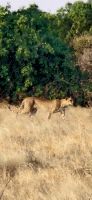 64 Gepard in der Savanne &ndash; &copy; Susanne Schirmann (Eberhardt TRAVEL)