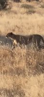 65 Gepard &ndash; &copy; Susanne Schirmann (Eberhardt TRAVEL)