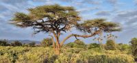 67 Morgenstimmung Samburu &ndash; &copy; Susanne Schirmann (Eberhardt TRAVEL)
