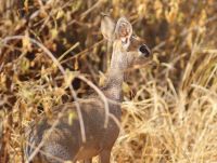 77 Dik Dik &ndash; &copy; Susanne Schirmann (Eberhardt TRAVEL)