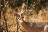 78 Dik Dik &ndash; &copy; Susanne Schirmann (Eberhardt TRAVEL)