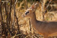 79 Dik Dik &ndash; &copy; Susanne Schirmann (Eberhardt TRAVEL)