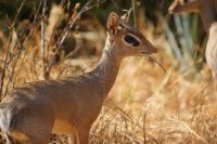 80 Dik Dik &ndash; &copy; Susanne Schirmann (Eberhardt TRAVEL)