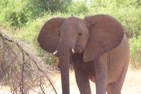 82 Tembo &ndash; &copy; Susanne Schirmann (Eberhardt TRAVEL)