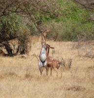 85 Gerenuk &ndash; &copy; Susanne Schirmann (Eberhardt TRAVEL)