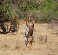 86 Gerenuk &ndash; &copy; Susanne Schirmann (Eberhardt TRAVEL)