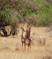 88 Gerenuk &ndash; &copy; Susanne Schirmann (Eberhardt TRAVEL)