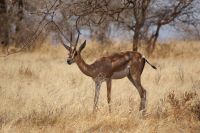 89 Gazelle &ndash; &copy; Susanne Schirmann (Eberhardt TRAVEL)