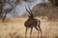 90 Gazelle &ndash; &copy; Susanne Schirmann (Eberhardt TRAVEL)