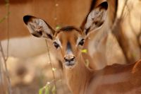 91 Gazelle &ndash; &copy; Susanne Schirmann (Eberhardt TRAVEL)