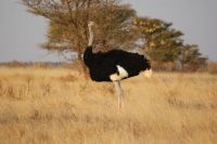97 Somalistrauß &ndash; &copy; Susanne Schirmann (Eberhardt TRAVEL)