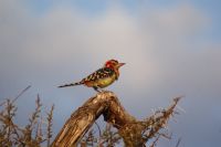 98 Flammenkopfbartvogel &ndash; &copy; Susanne Schirmann (Eberhardt TRAVEL)