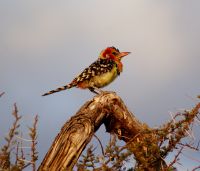 99 Flammenkopfbartvogel &ndash; &copy; Susanne Schirmann (Eberhardt TRAVEL)