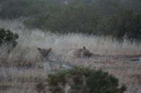 100 Löwinnen ruhen in der Steppe &ndash; &copy; Susanne Schirmann (Eberhardt TRAVEL)