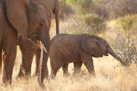 102 Tembo &ndash; &copy; Susanne Schirmann (Eberhardt TRAVEL)