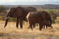103 Elefanten in Samburu &ndash; &copy; Susanne Schirmann (Eberhardt TRAVEL)