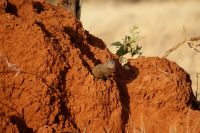 105 Manguste &ndash; &copy; Susanne Schirmann (Eberhardt TRAVEL)
