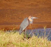 106 Goliathreiher &ndash; &copy; Susanne Schirmann (Eberhardt TRAVEL)