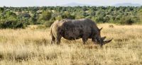 114 Breitmaulnashorn &ndash; &copy; Susanne Schirmann (Eberhardt TRAVEL)