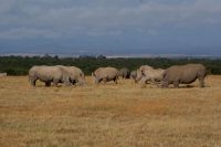 122 Nashörner im Ol Pejeta Schutzgebiet &ndash; &copy; Susanne Schirmann (Eberhardt TRAVEL)