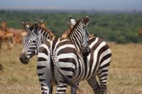 122 Steppenzebras im Ol Pejeta Schutzgebiet &ndash; &copy; Susanne Schirmann (Eberhardt TRAVEL)