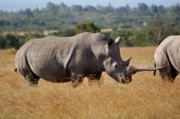 123 Nashörner im Ol Pejeta Schutzgebiet &ndash; &copy; Susanne Schirmann (Eberhardt TRAVEL)