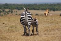 123 Steppenzebras im Ol Pejeta Schutzgebiet &ndash; &copy; Susanne Schirmann (Eberhardt TRAVEL)