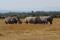 124 Nashörner im Ol Pejeta Schutzgebiet &ndash; &copy; Susanne Schirmann (Eberhardt TRAVEL)