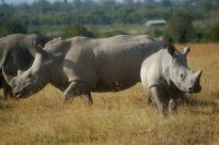125 Nashörner im Ol Pejeta Schutzgebiet &ndash; &copy; Susanne Schirmann (Eberhardt TRAVEL)