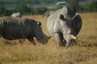 126 Nashörner im Ol Pejeta Schutzgebiet &ndash; &copy; Susanne Schirmann (Eberhardt TRAVEL)