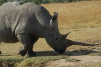 127 Nashörner im Ol Pejeta Schutzgebiet &ndash; &copy; Susanne Schirmann (Eberhardt TRAVEL)