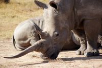 128 Nashörner im Ol Pejeta Schutzgebiet &ndash; &copy; Susanne Schirmann (Eberhardt TRAVEL)